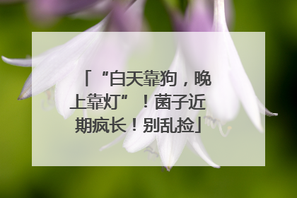 “白天靠狗，晚上靠灯”！菌子近期疯长！别乱捡
