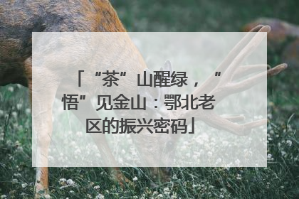 “茶”山醒绿，“悟”见金山：鄂北老区的振兴密码