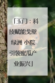 玉门：科技赋能戈壁绿洲 小院引领蜜瓜产业振兴