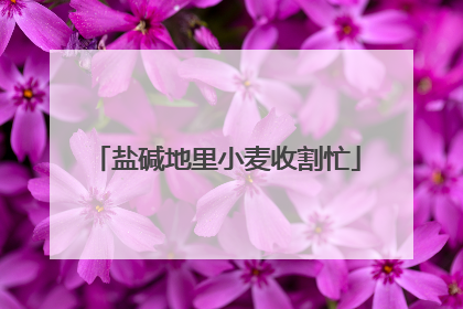 盐碱地里小麦收割忙