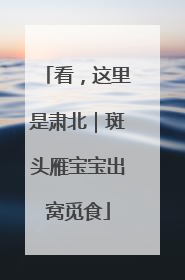 看，这里是肃北｜斑头雁宝宝出窝觅食