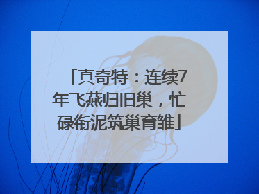 真奇特：连续7年飞燕归旧巢，忙碌衔泥筑巢育雏