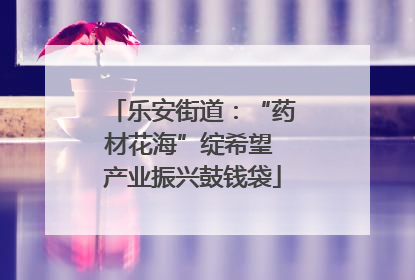 乐安街道：“药材花海”绽希望 产业振兴鼓钱袋