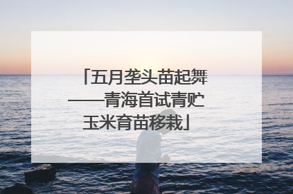 五月垄头苗起舞——青海首试青贮玉米育苗移栽