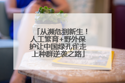 从濒危到新生！人工繁育+野外保护让中国绿孔雀走上种群逆袭之路