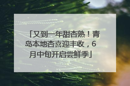 又到一年甜杏熟！青岛本地杏喜迎丰收，6月中旬开启尝鲜季
