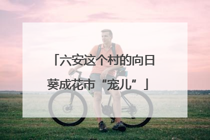 六安这个村的向日葵成花市“宠儿”