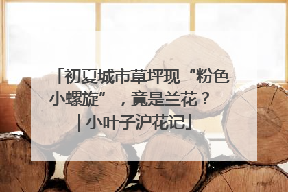 初夏城市草坪现“粉色小螺旋”，竟是兰花？ | 小叶子沪花记