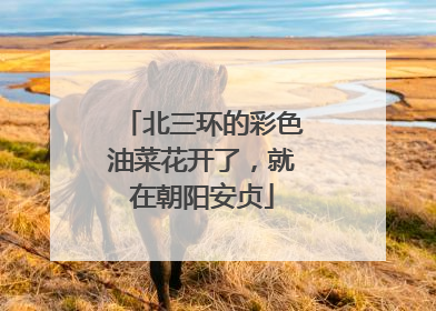 北三环的彩色油菜花开了，就在朝阳安贞