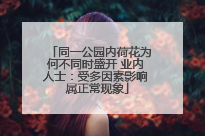 同一公园内荷花为何不同时盛开 业内人士：受多因素影响 属正常现象