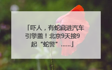 吓人，有蛇藏进汽车引擎盖！北京9天接9起“蛇警”……