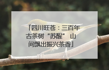 四川旺苍：三百年古茶树“苏醒” 山间飘出振兴茶香