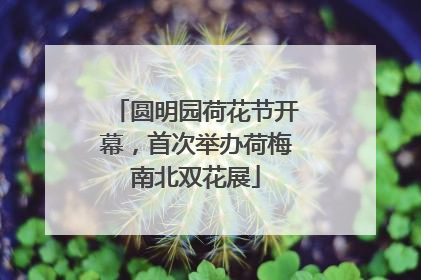 圆明园荷花节开幕，首次举办荷梅南北双花展