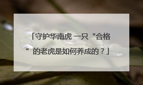 守护华南虎 一只“合格”的老虎是如何养成的？