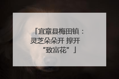 宜章县梅田镇：灵芝朵朵开 撑开“致富花”