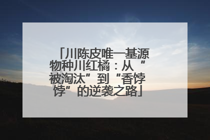 川陈皮唯一基源物种川红橘：从“被淘汰”到“香饽饽”的逆袭之路