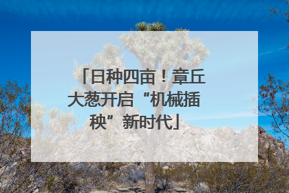 日种四亩！章丘大葱开启“机械插秧”新时代