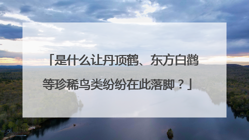 是什么让丹顶鹤、东方白鹳等珍稀鸟类纷纷在此落脚？