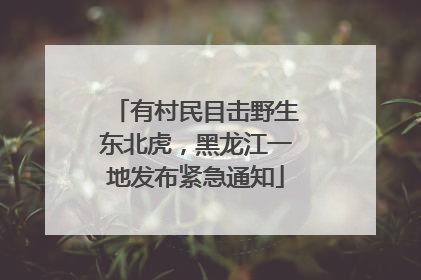 有村民目击野生东北虎，黑龙江一地发布紧急通知
