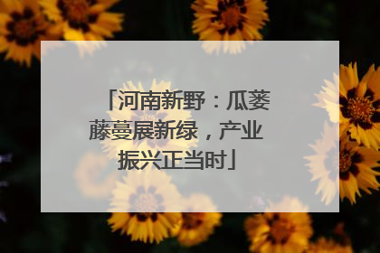 河南新野：瓜蒌藤蔓展新绿，产业振兴正当时