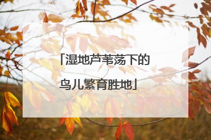湿地芦苇荡下的鸟儿繁育胜地