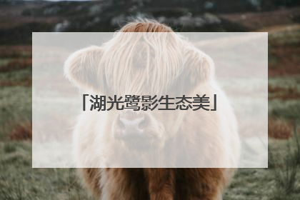 湖光鹭影生态美