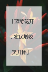 蓝莓花开，农民增收笑开怀