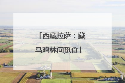 西藏拉萨：藏马鸡林间觅食