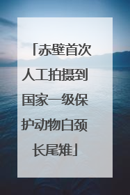赤壁首次人工拍摄到国家一级保护动物白颈长尾雉