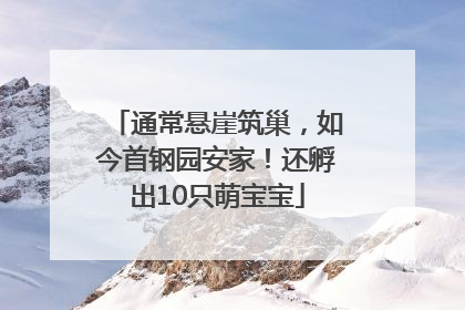 通常悬崖筑巢，如今首钢园安家！还孵出10只萌宝宝