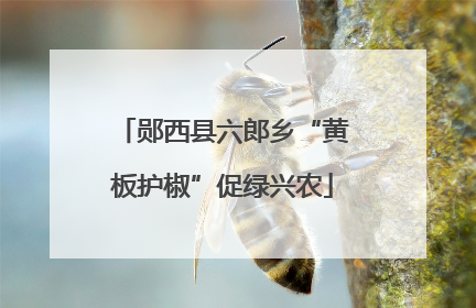 郧西县六郎乡“黄板护椒”促绿兴农