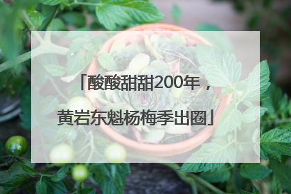 酸酸甜甜200年，黄岩东魁杨梅季出圈